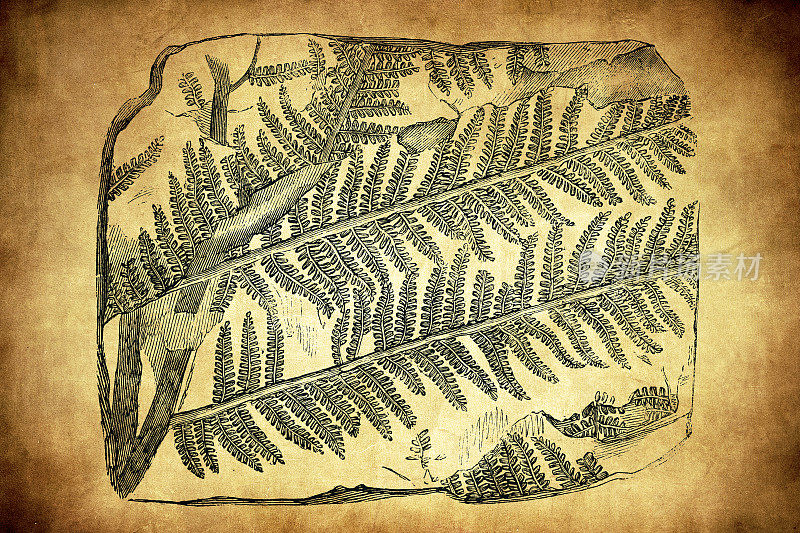 化石植物，pecopteris arborescens
